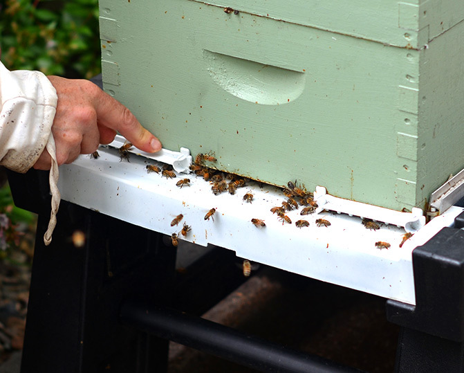 Ultimate Bottom Board | The Foundation of a Healthy Hive - Image 4